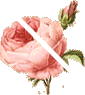 floral_element_2-min1.png